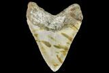 Fossil Megalodon Tooth - North Carolina #108891-2
